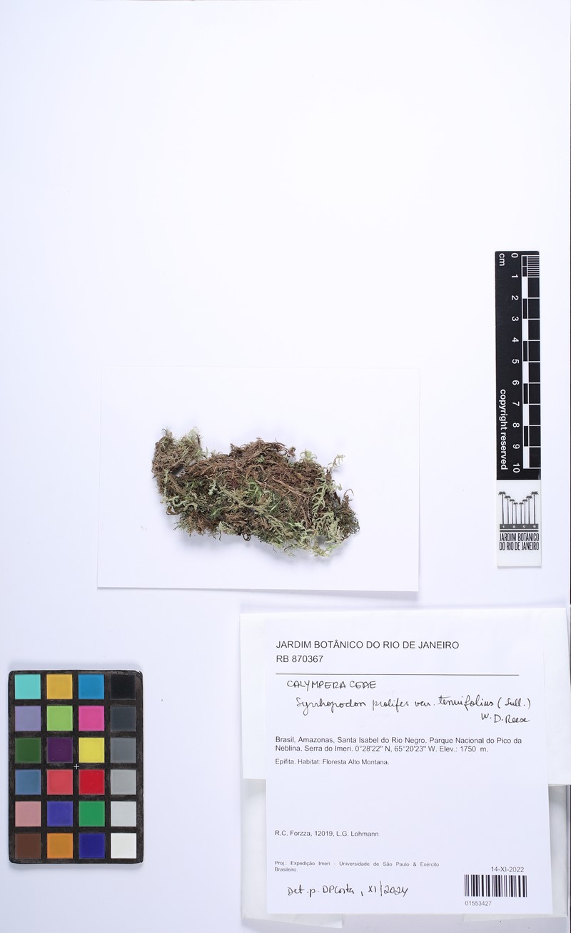 Syrrhopodon Moss photo 2
