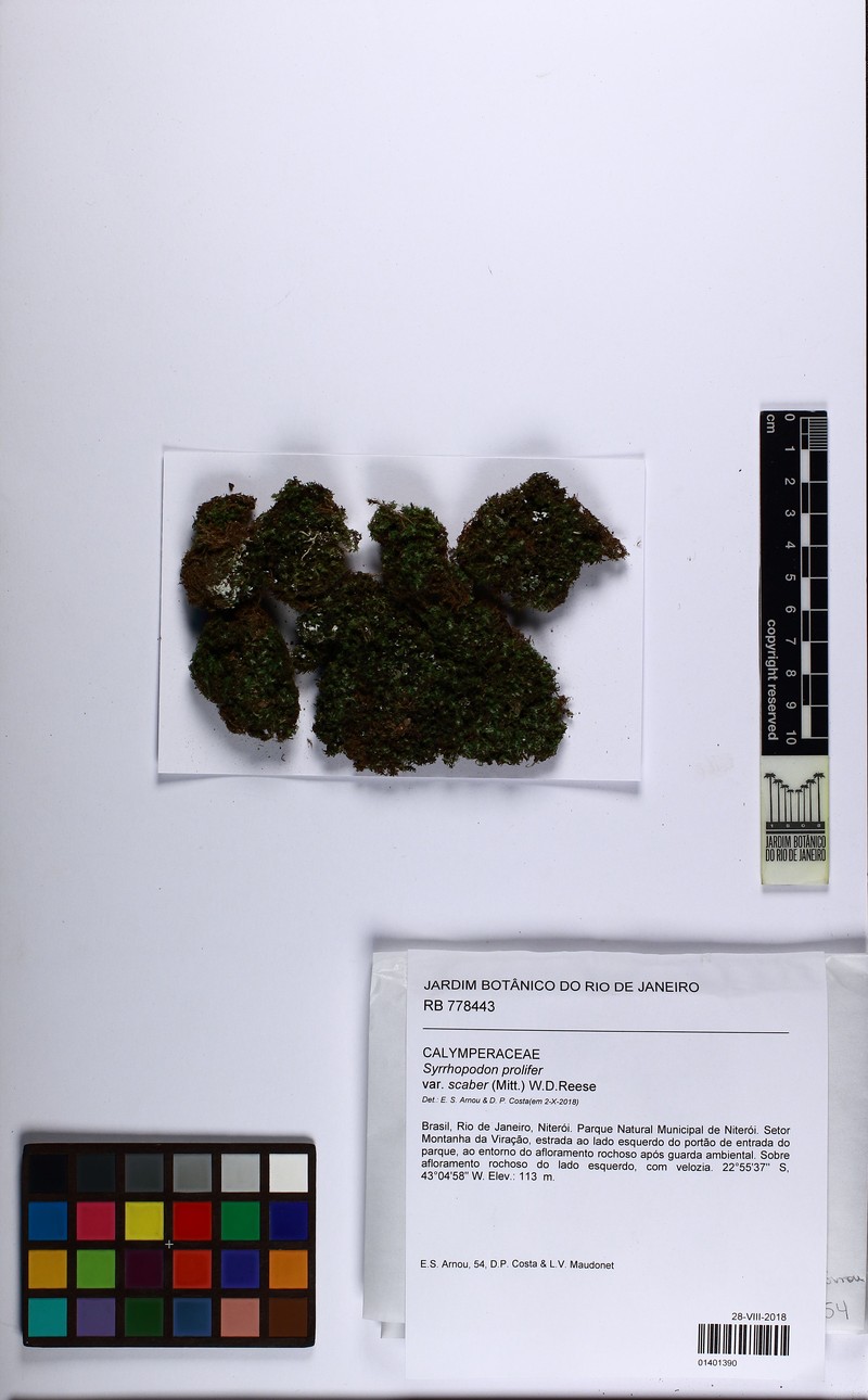 Syrrhopodon Moss photo 3