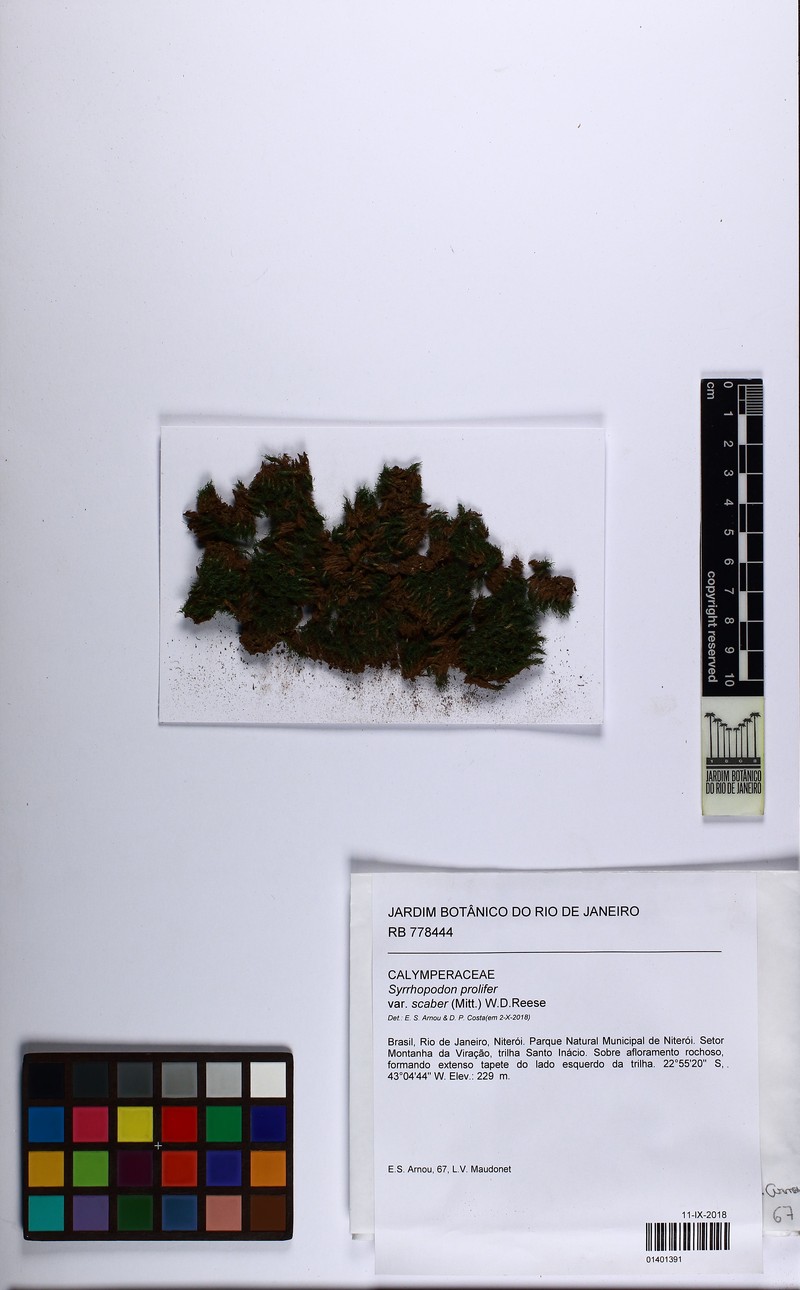 Syrrhopodon Moss photo 4