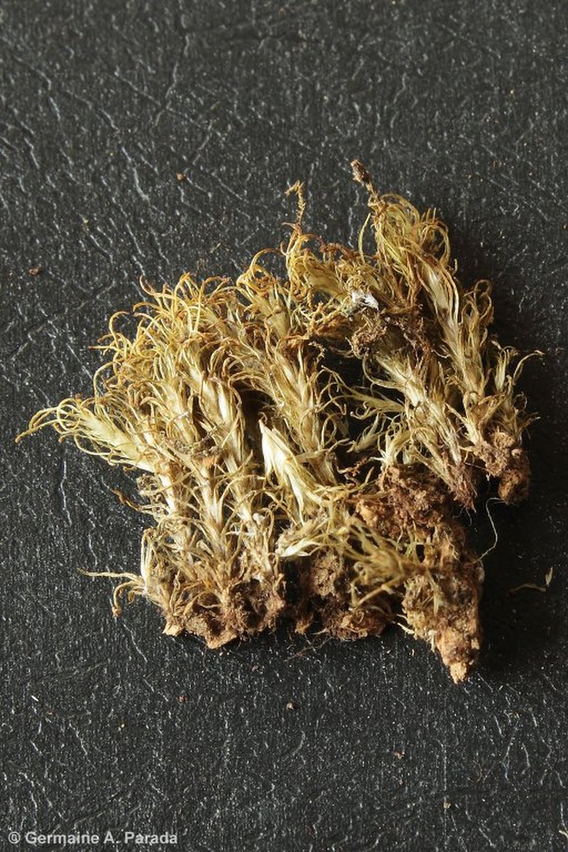 Syrrhopodon Moss photo 6