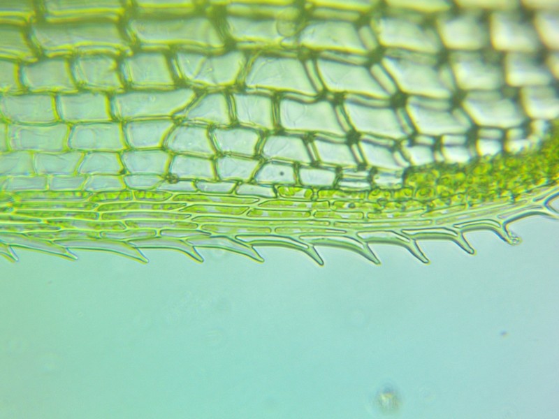 Texan Syrrhopodon Moss