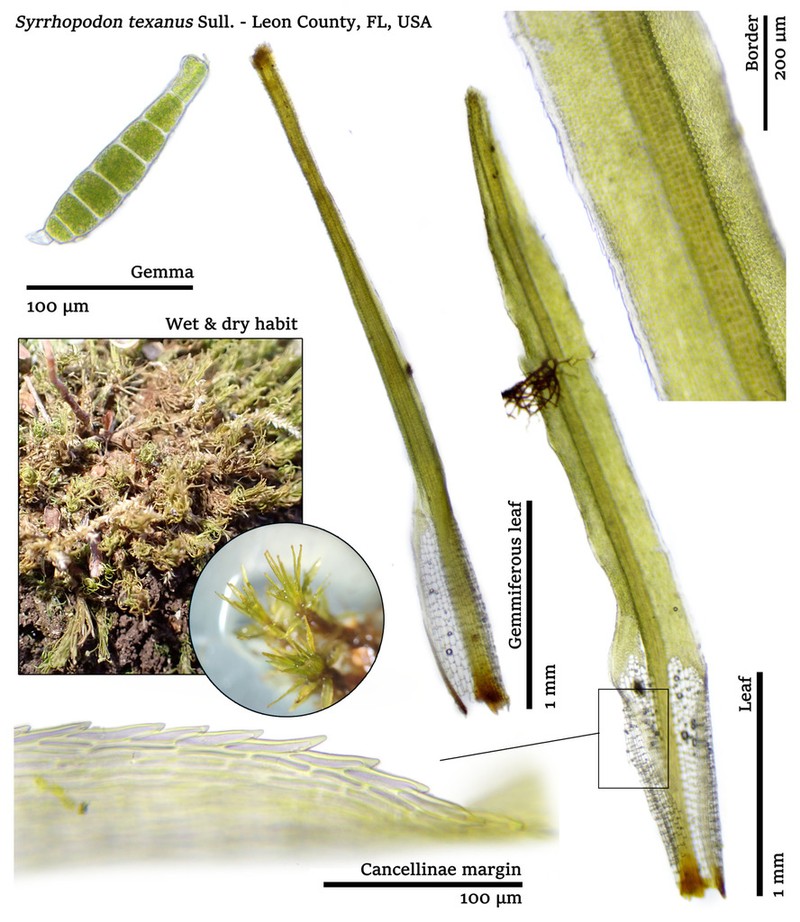 Texan Syrrhopodon Moss photo 2