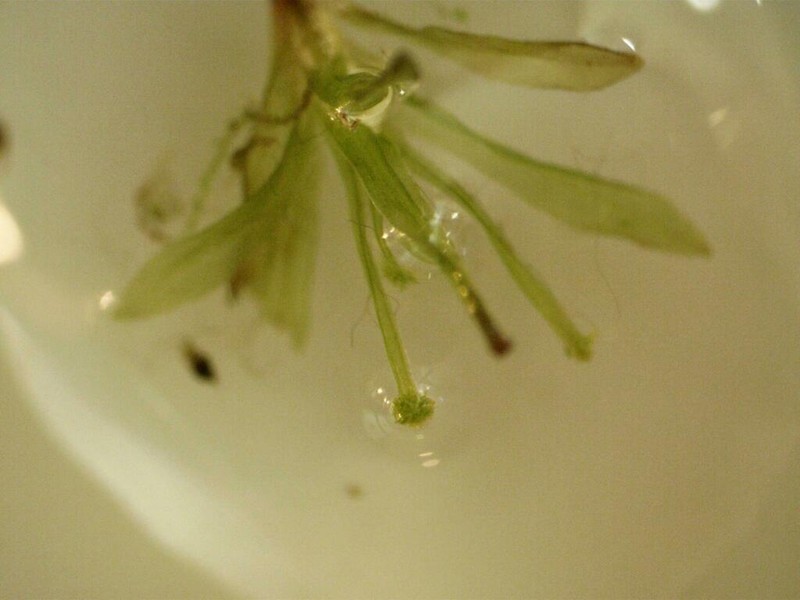 Texan Syrrhopodon Moss photo 3
