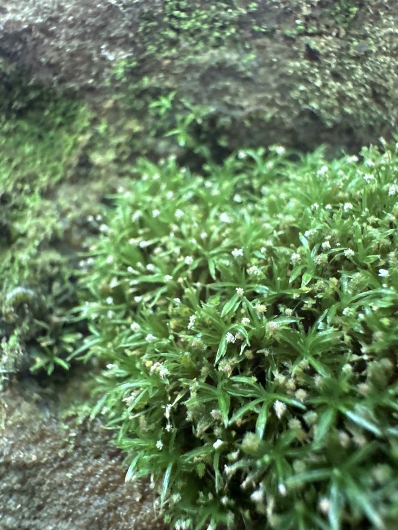 Texan Syrrhopodon Moss photo 4