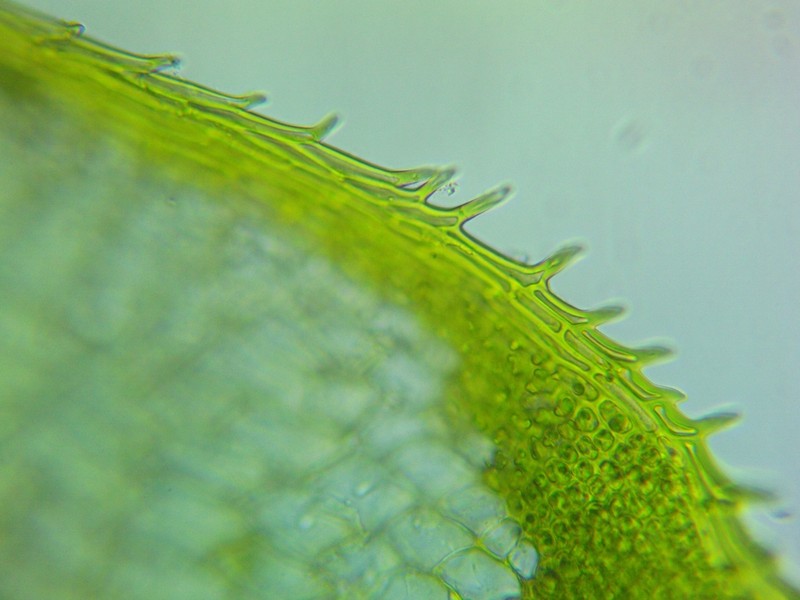 Texan Syrrhopodon Moss photo 5