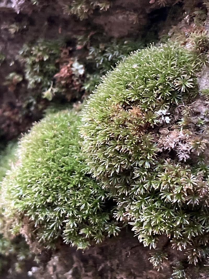 Texan Syrrhopodon Moss photo 6