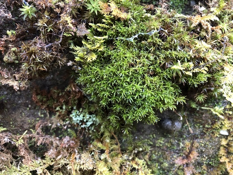 Texan Syrrhopodon Moss photo 7