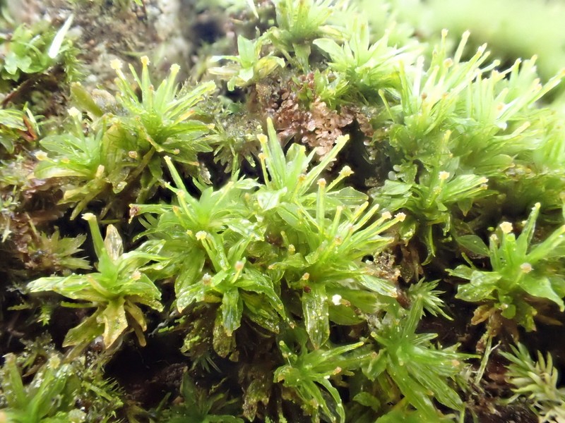 Texan Syrrhopodon Moss photo 8