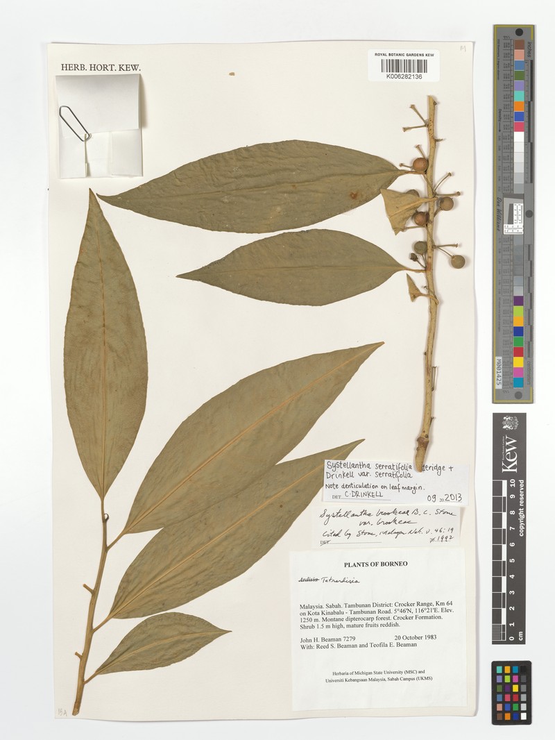 Systellantha brookeae var. brookeae