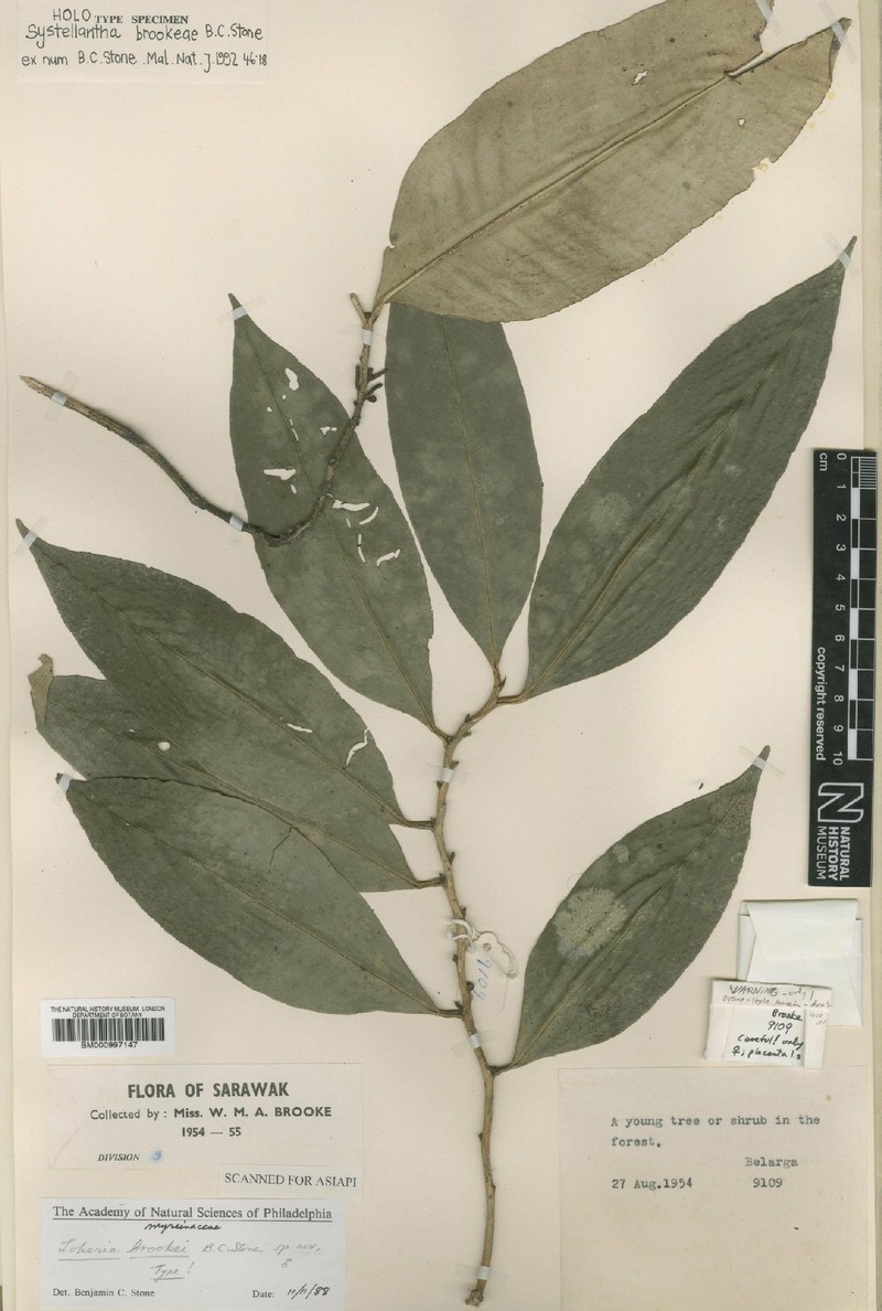 Systellantha brookeae var. brookeae photo 2