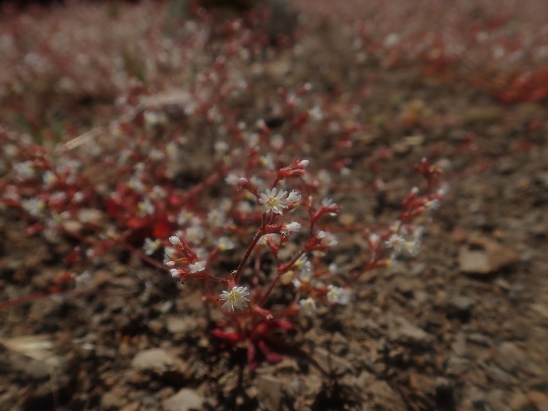 Vortriede's Spineflower photo 3