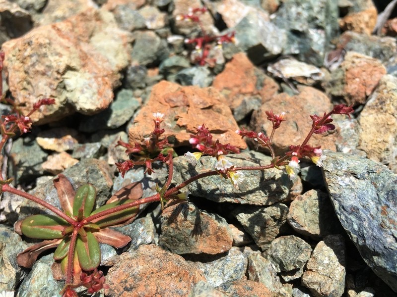 Vortriede's Spineflower photo 4
