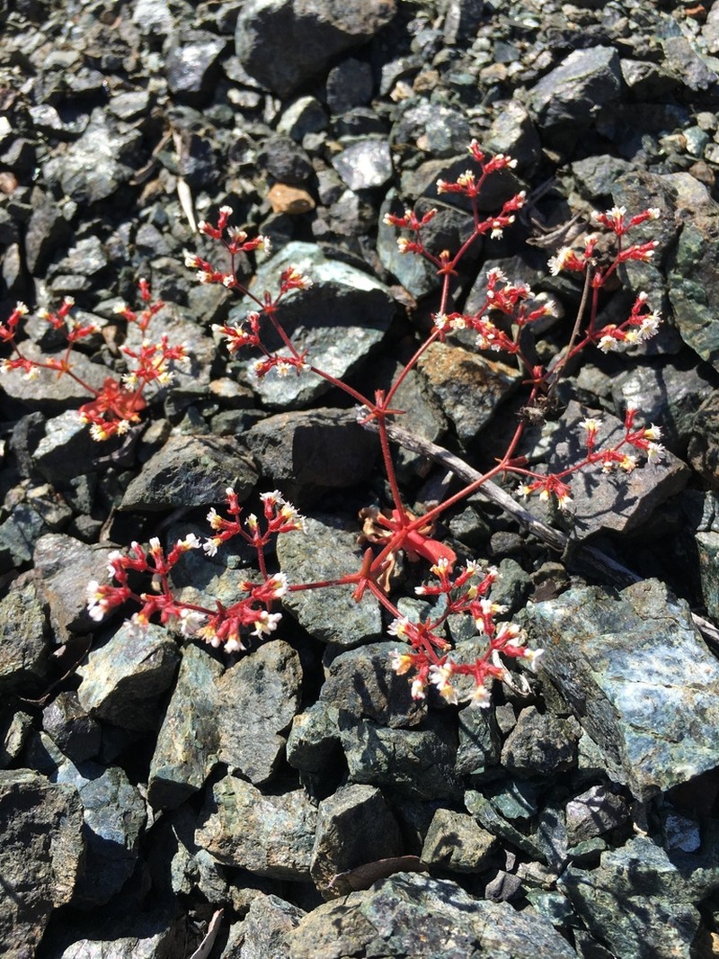 Vortriede's Spineflower photo 5
