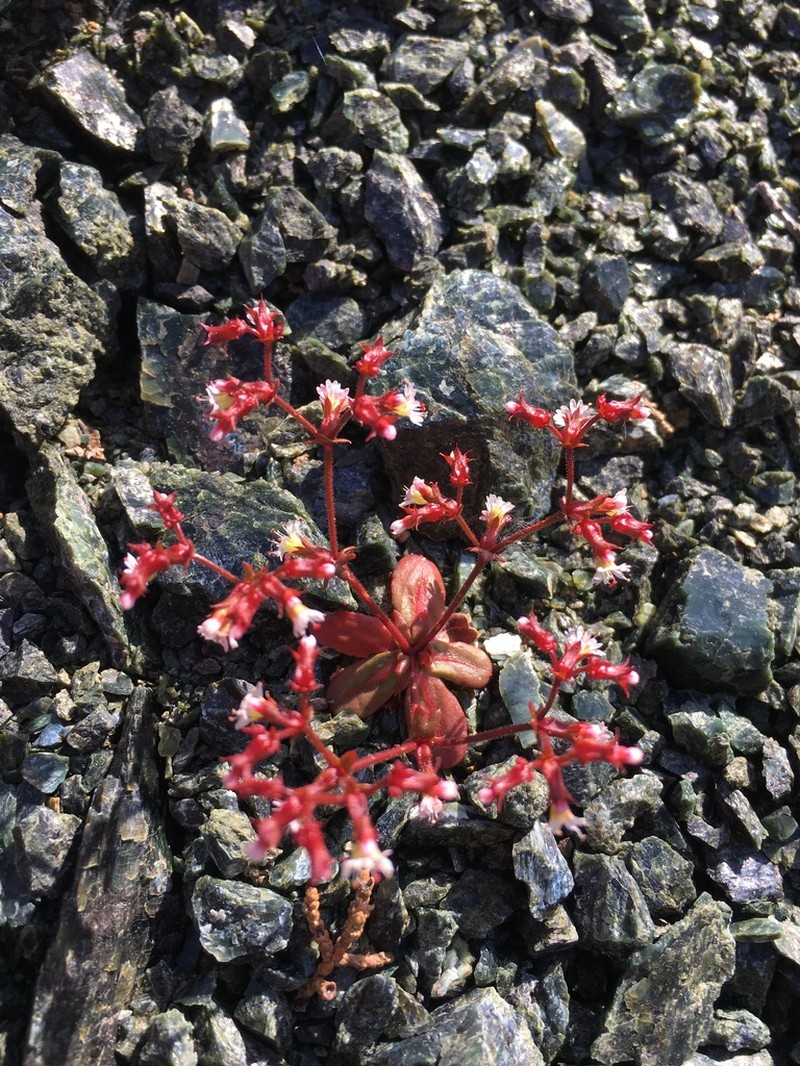 Vortriede's Spineflower photo 6