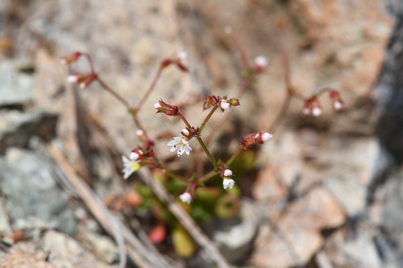 Vortriede's Spineflower photo 8