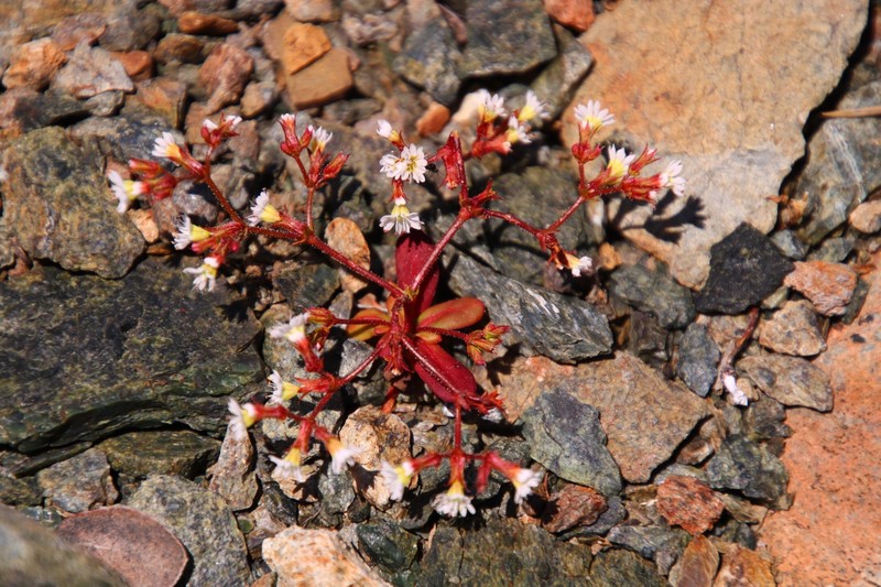 Vortriede's Spineflower