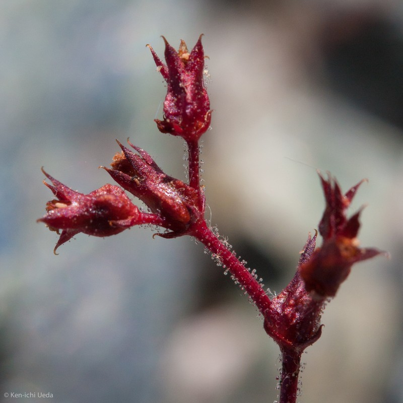 Vortriede's Spineflower photo 2