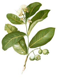 Watery Roseapple