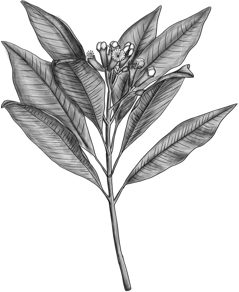 Clove photo 2