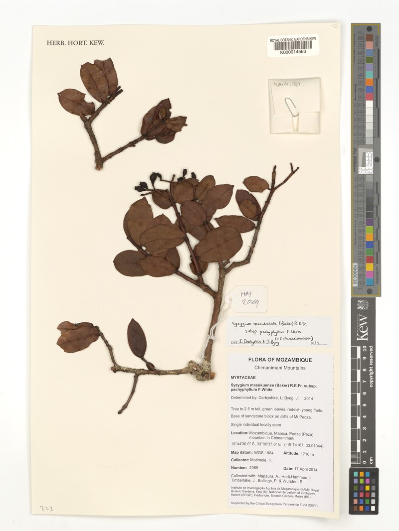 Syzygium chimanimaniense photo 2