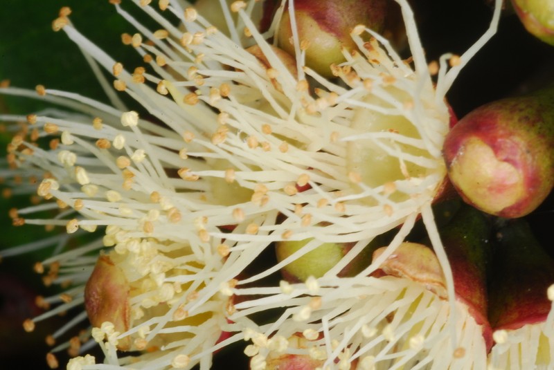 Syzygium comorense photo 2