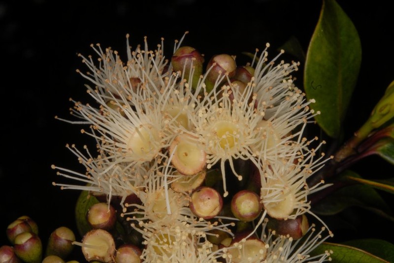 Syzygium comorense photo 3