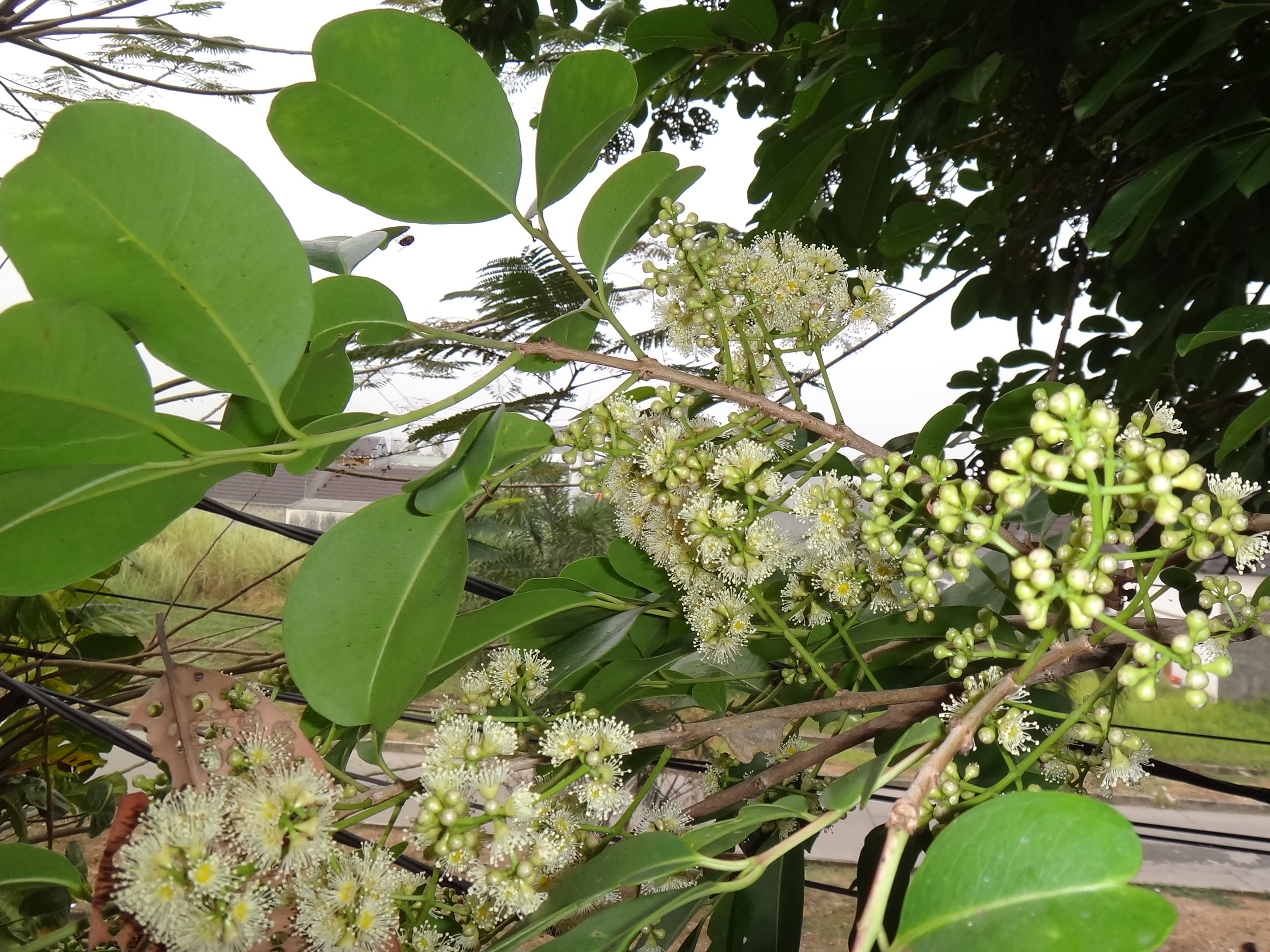 Java Plum photo 3