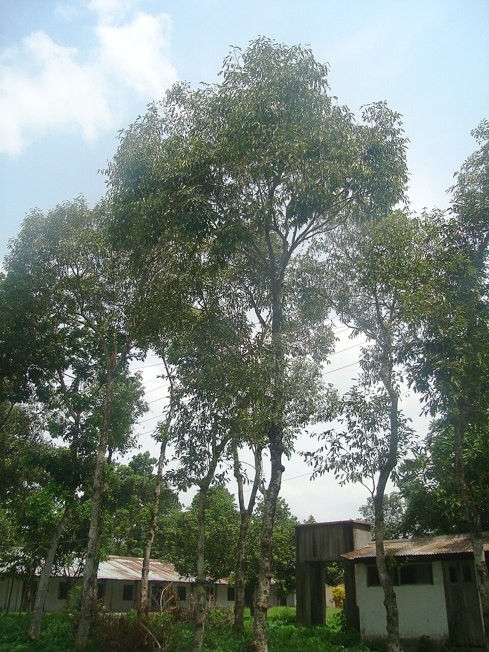 Java Plum photo 4