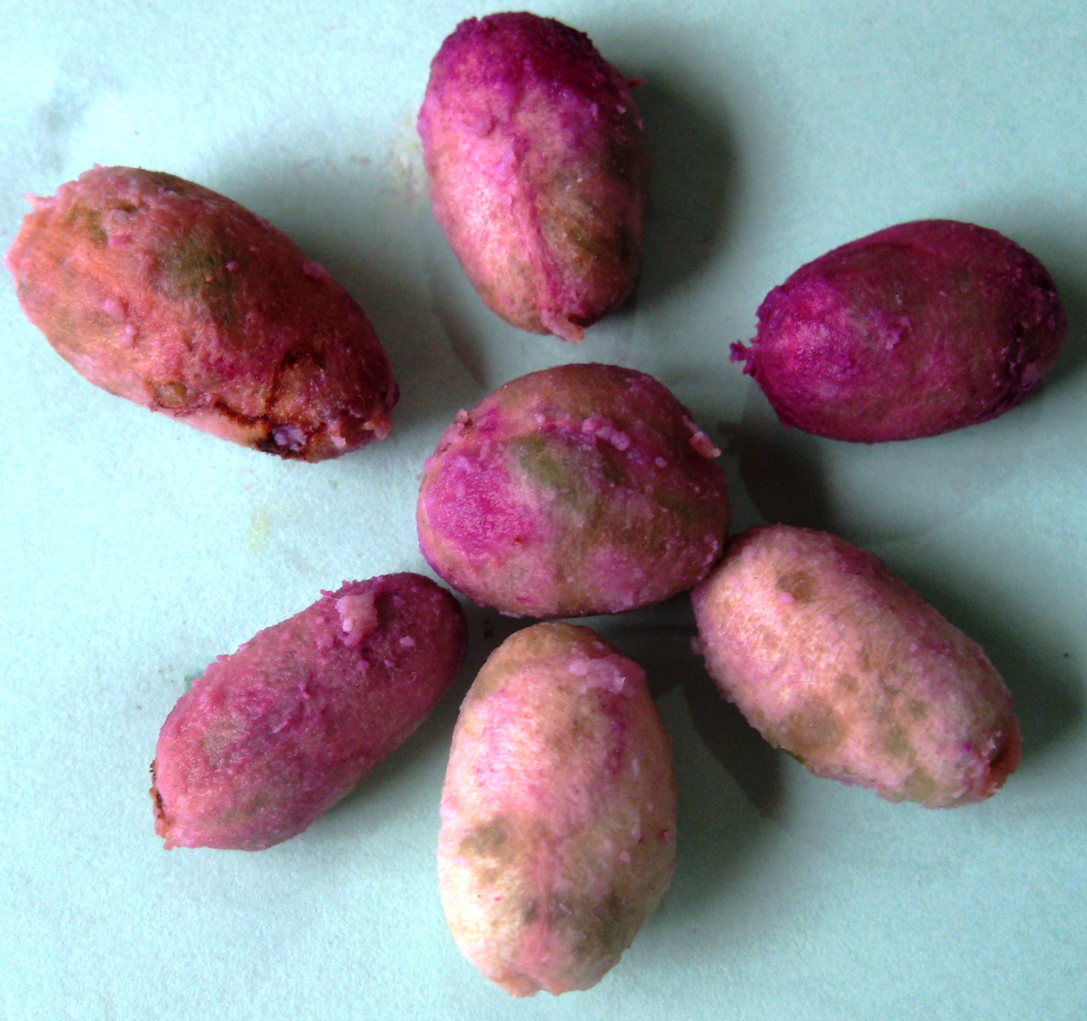 Java Plum photo 5
