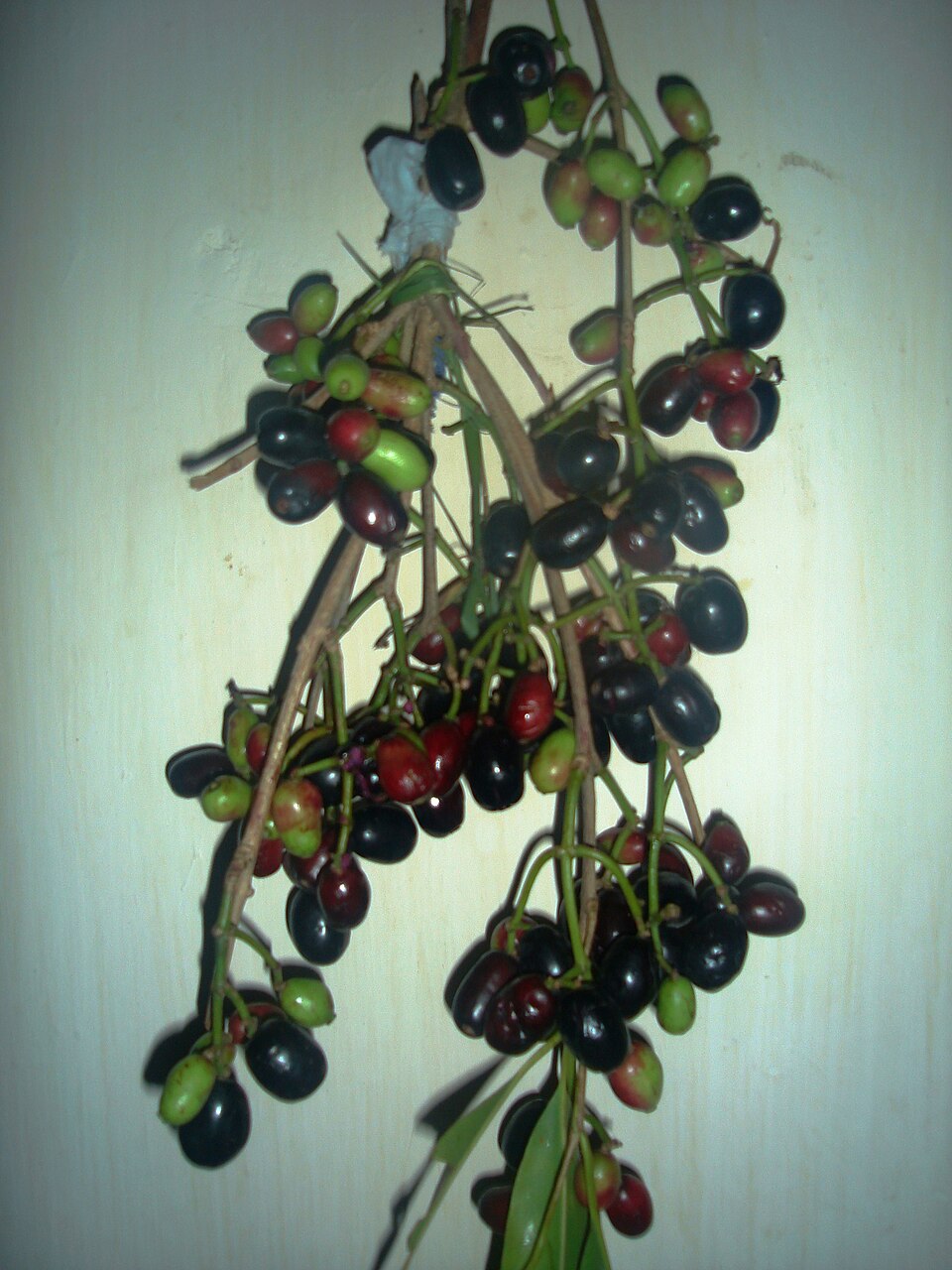 Java Plum photo 6
