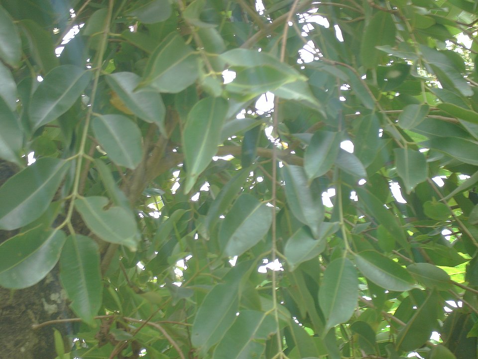 Java Plum photo 7
