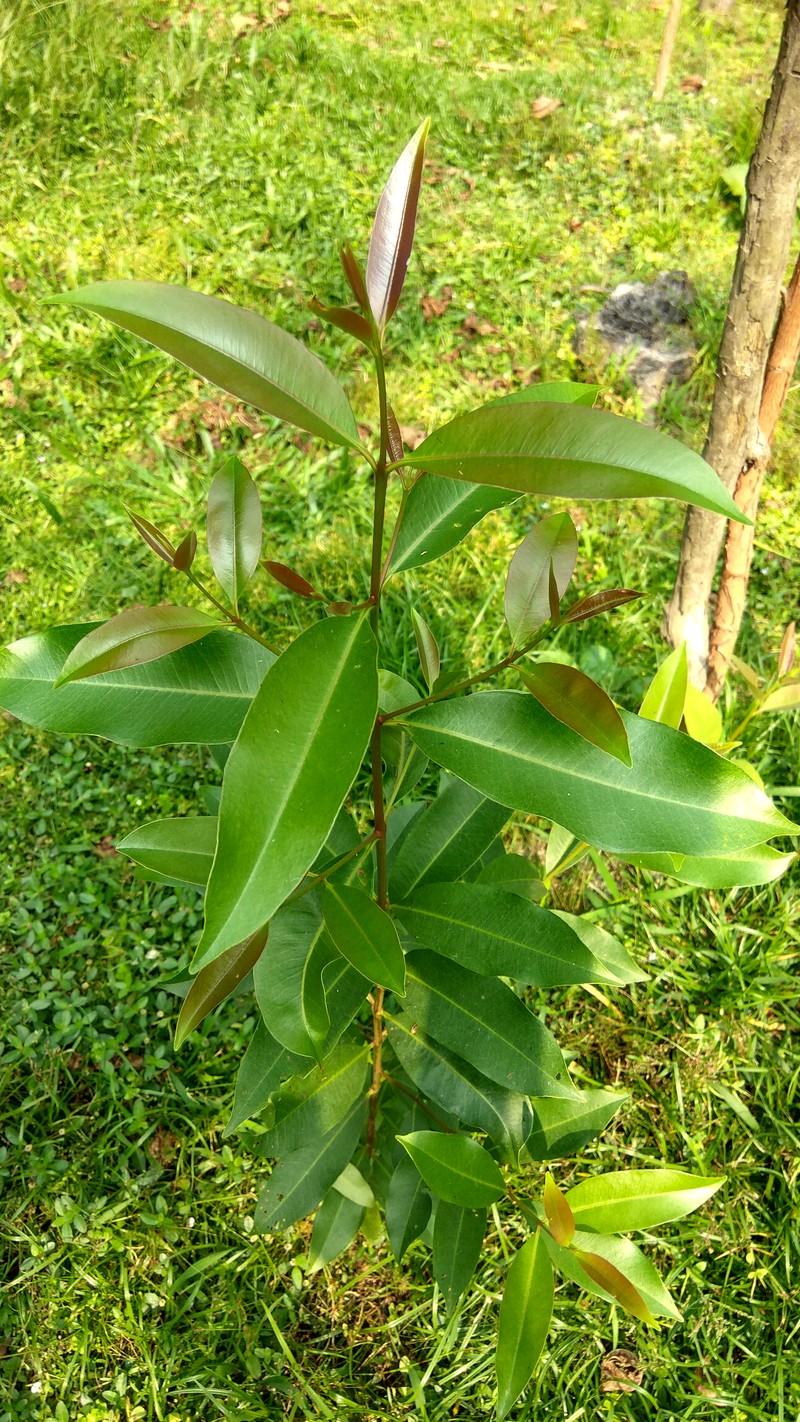 Java Plum photo 2