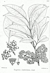 Java Plum