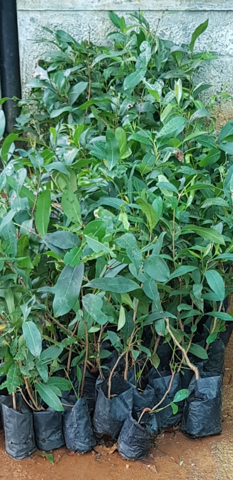 Java Plum photo 8