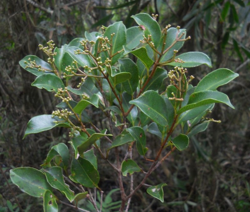 Syzygium cuneifolium