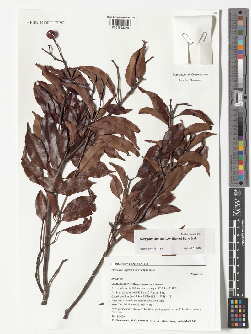 Syzygium cuneifolium photo 2