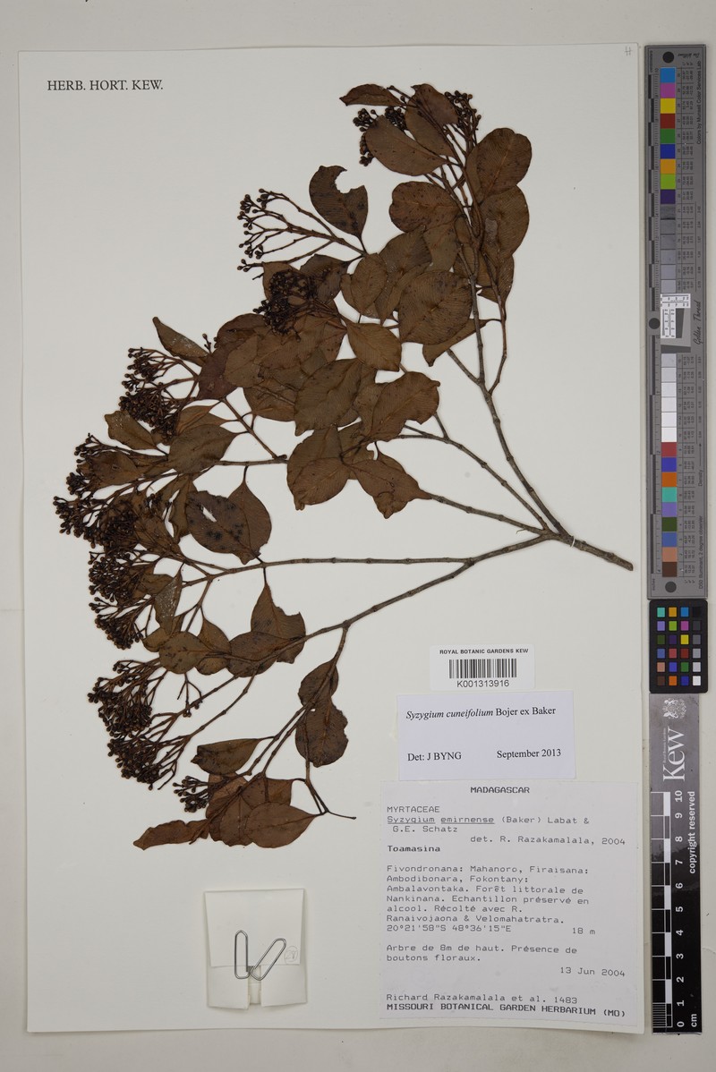 Syzygium cuneifolium photo 3