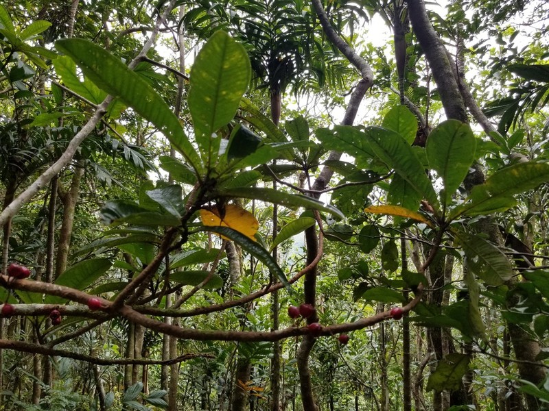 Syzygium dawsonianum