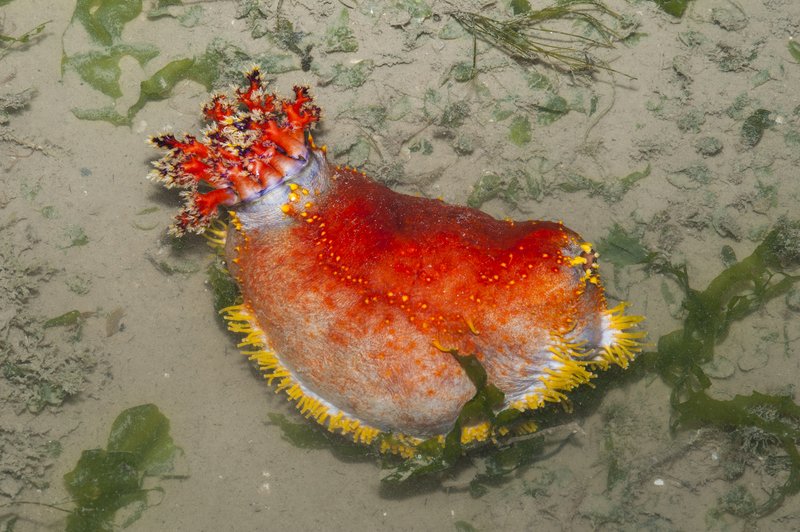 Sea Apple photo 3