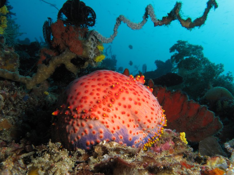 Sea Apple photo 4