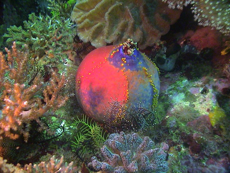 Sea Apple photo 5