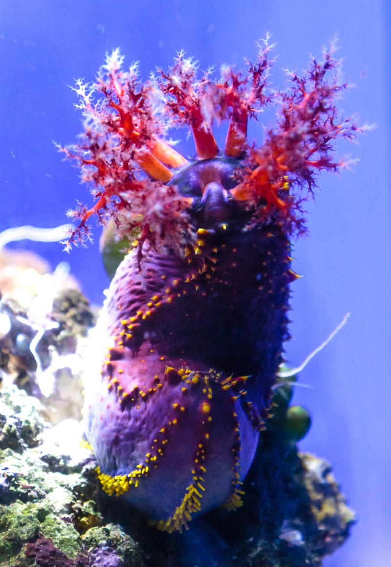 Sea Apple photo 7