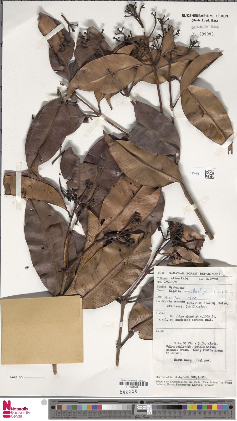 Syzygium grandifolium photo 2