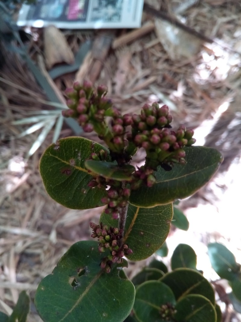 Syzygium humbertii