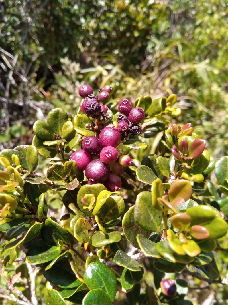 Syzygium humbertii photo 2