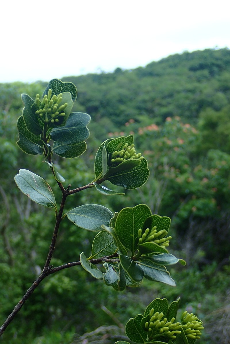 Syzygium humbertii photo 3