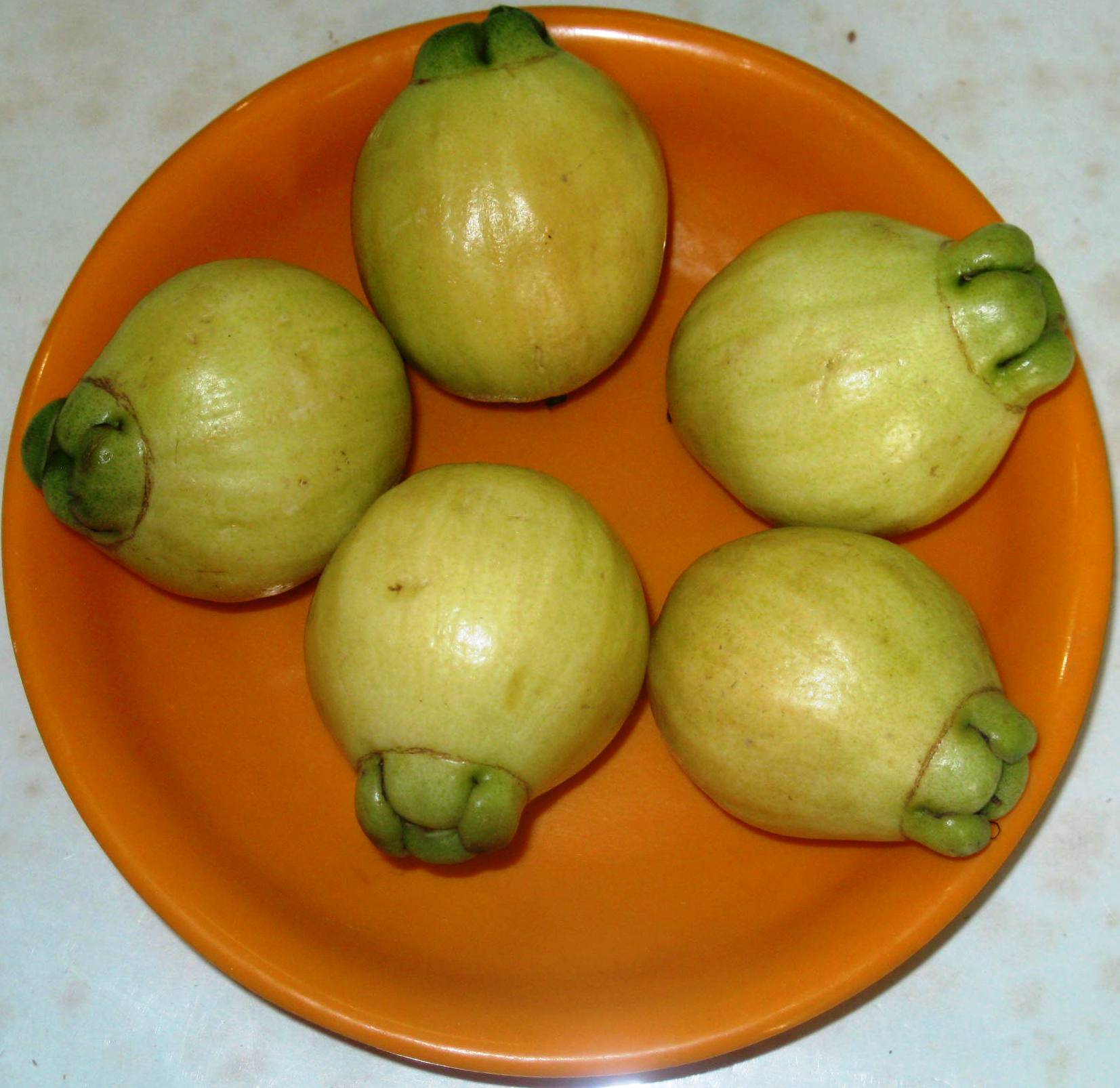 Malabar Plum photo 6