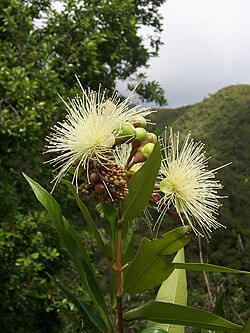 Malabar Plum