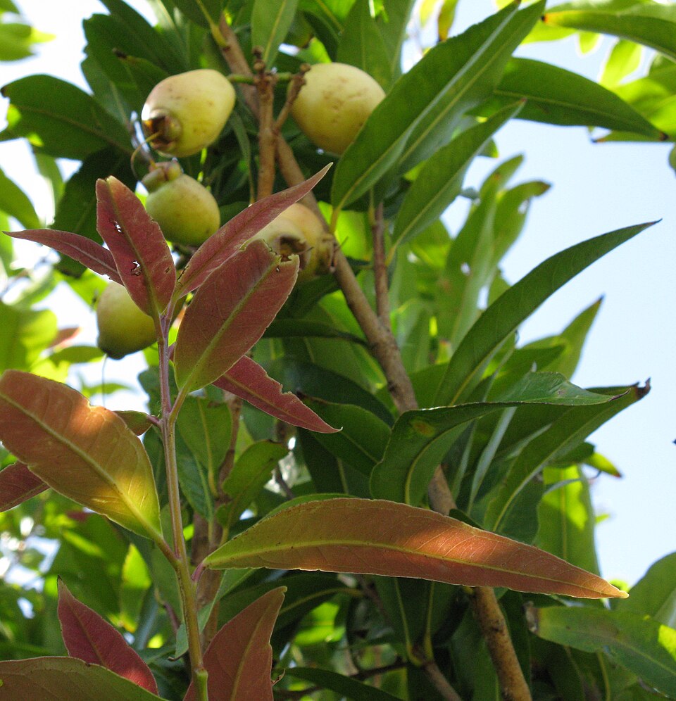 Malabar Plum photo 7