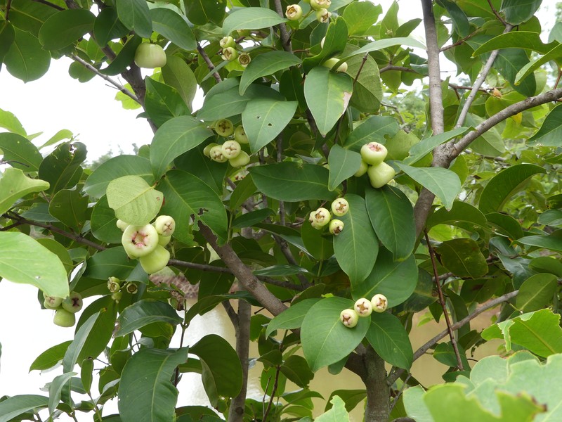 Malabar Plum photo 2